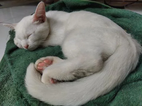 White kitten Stock Photos
