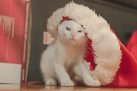 White kitten Stock Photos