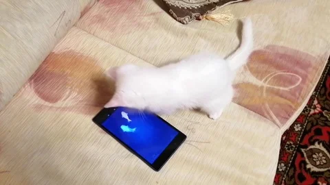 A white kitten play with tablet Stock Footage 108932518