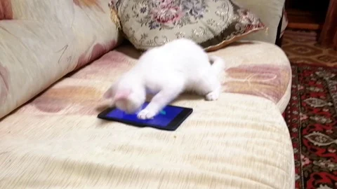 A white kitten play on touch screen Stock Footage 108932546