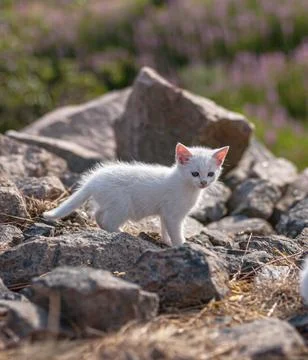 White kitten playing between rocks. Stock Photos