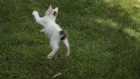 White Kitten playing on the green grass Stock Footage 72250435