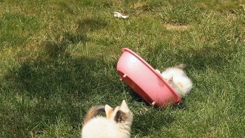White Kitten playing on the green grass in the garden Stock Footage 72718911