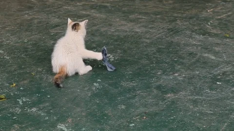 White kitten playing on the ground Stock Footage 72066574
