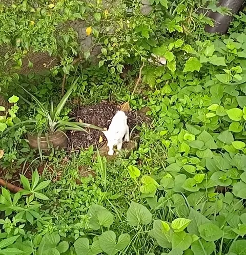White kitten playing with plants 動画素材 221540136