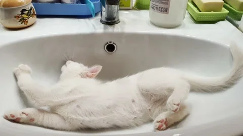 A white kitten plays with its tail lying in the sink Stock Footage 177341395