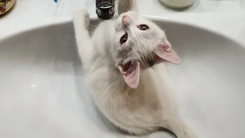 A white kitten plays with its tail lying in the sink Video stock 177341487
