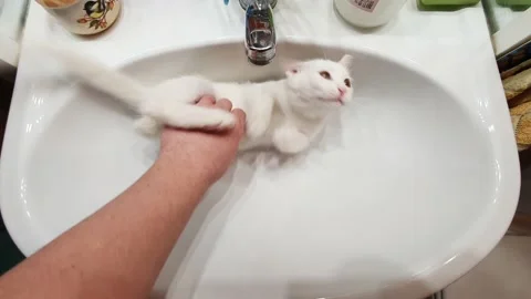A white kitten plays with its tail lying in the sink and purrs Stock Footage 177343264
