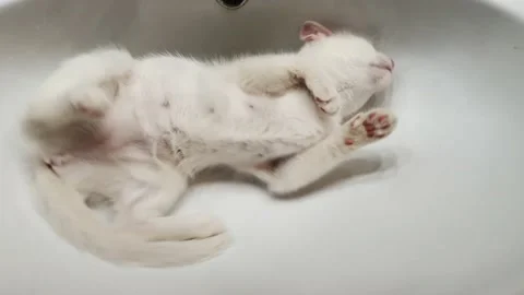 A white kitten plays with its tail lying in the sink Stock Footage 177343422