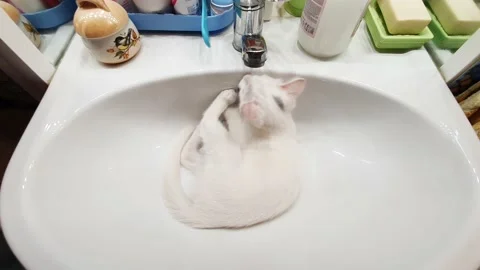 A white kitten plays with its tail lying in the sink and purrs Stock Footage 177343810