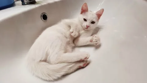 A white kitten plays with its tail lying in the sink and purrs Stock Footage 177344599