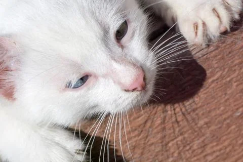 White Kitten Portrait Foto stock