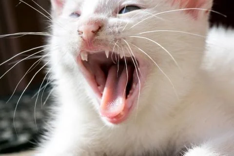 White Kitten Portrait Foto stock