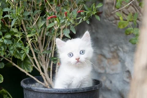 White kitten in a pot looking at camera Foto stock