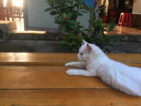 White Kitten Resting On A Lakeside Dock Stock-Fotos