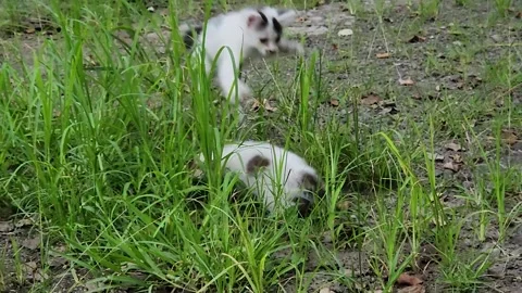 White kitten roaming grassy field during quiet daytime. Stock Footage 327728859