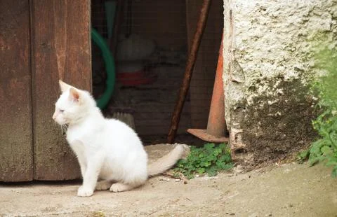 White Kitten by Rustic Door Stock Photos