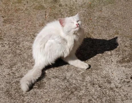 White Kitten Scratching Stock Photos