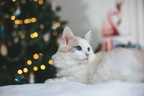 White kitten sits on a couch next to a Christmas tree Photos