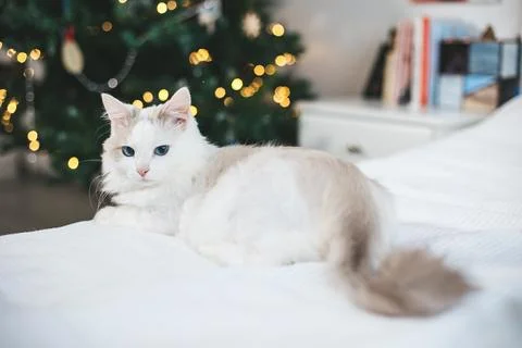 White kitten sits on a couch next to a Christmas tree Fotos Stock