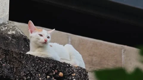 White kitten sitting on concrete wall. Vídeo Stock 341261567