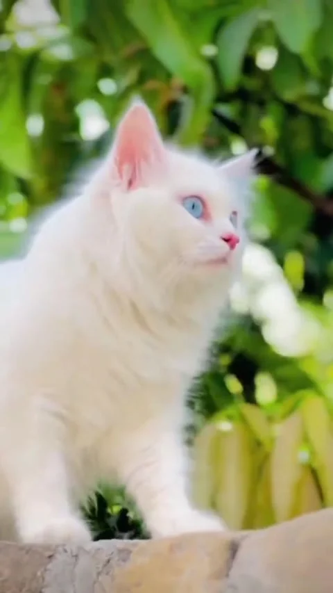 White Kitten Sitting on a Ledge with Green Background Stockbeeldmateriaal 336749109
