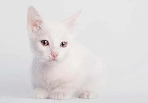 White kitten sitting Stock Photos