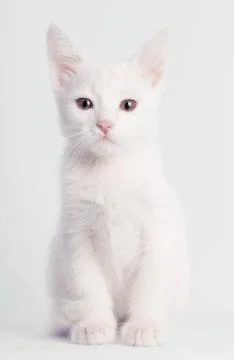 White kitten sitting Stock Photos