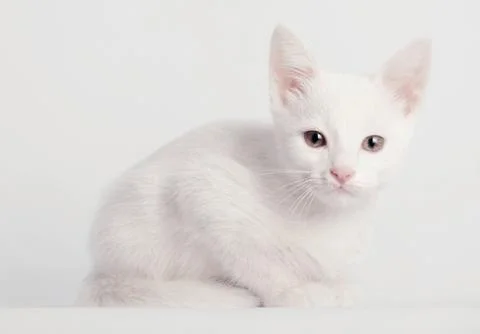 White kitten sitting Stock Photos