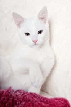 White kitten sitting Stock Photos
