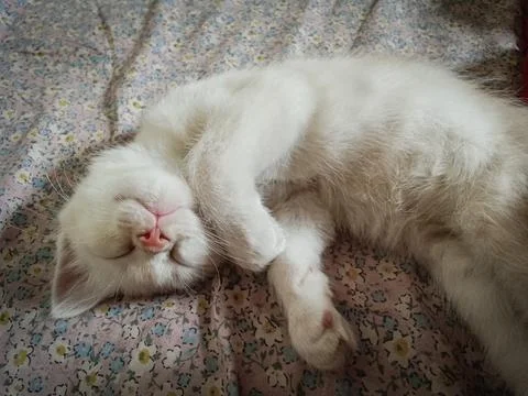 White Kitten Sleeping on Floral Patterned Bed Sheet Stock Photos