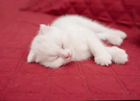 The white kitten is sleeping, playing, lying on a red blanket. Stock Photos