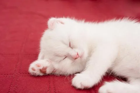 The white kitten is sleeping, playing, lying on a red blanket. Stock Photos