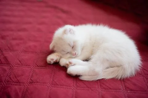 The white kitten is sleeping, playing, lying on a red blanket. Stock Photos