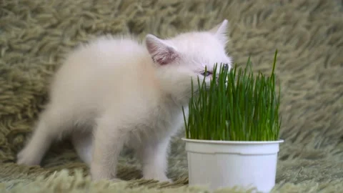 White kitten, sniffs potted grass. Stock Footage 87431052