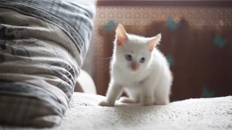 White kitten on a soft white blanket. Stock Footage 136167059