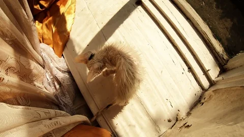 White kitten is spinning around it's axis funny playing with tail on window refl Stock Footage 120819047