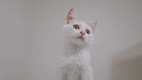 White kitten with tiny ginger spots bounces and plays curiously on a clean white Stock Footage 311943856