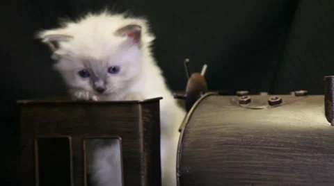 White kitten on a toy train 01 Stock Footage 33841673