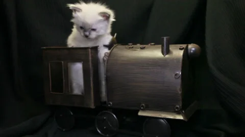 White kitten on a toy train 02 Stock Footage 33845560
