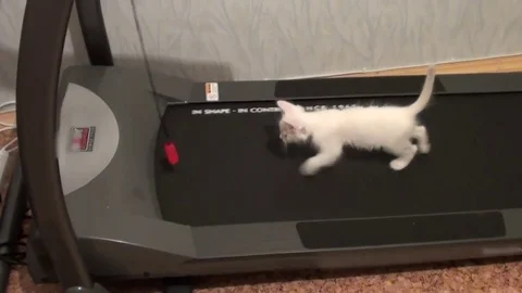 White kitten on a treadmill Stock Footage 82300836