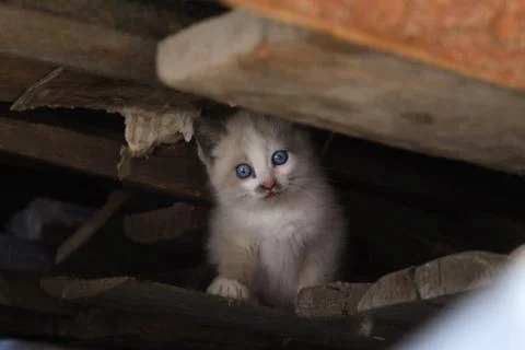White kitten on the tree Fotos Stock
