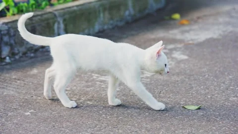 White kitten walking alone on pavement outdoors Stock Footage 348258557