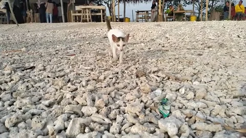 A white kitten walking slowly Stock Footage 263140497
