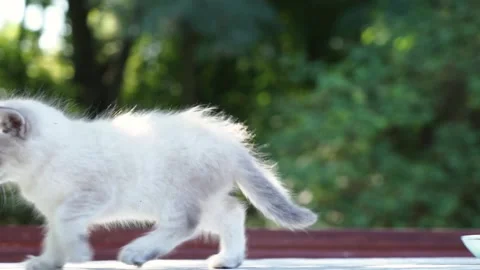 A white kitten walks across the table. nature in the background. Stock Footage 260406792
