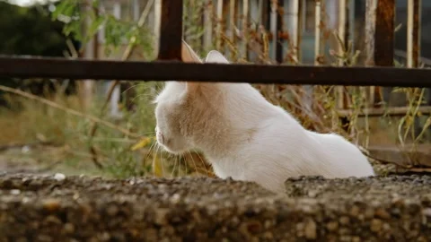 A white kitten walks near rusty fence, looking down with focused eyes, showing Stock Footage 316594510