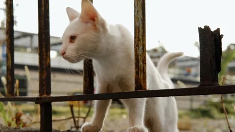 A white kitten walks near rusty fence, looking down with focused eyes, showing Stock Footage 316594535