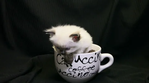 White kitten in a white coffee cup 01 Stock Footage 33844873