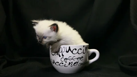 White kitten in a white coffee cup 03 Stock Footage 33889547