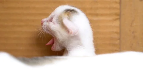 White kitten yawning Stock Footage 120720522